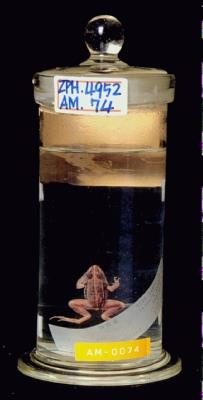 Dark-spotted frog Collection Image, Figure 5, Total 13 Figures