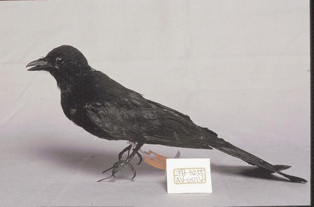 Black Drongo Collection Image, Figure 3, Total 13 Figures
