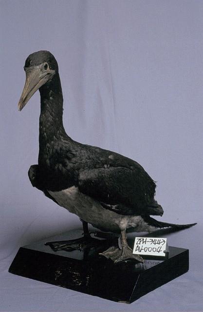 Brown Booby Collection Image, Figure 2, Total 11 Figures