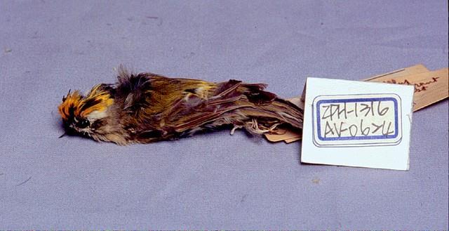 火冠戴菊鳥藏品圖，第2張