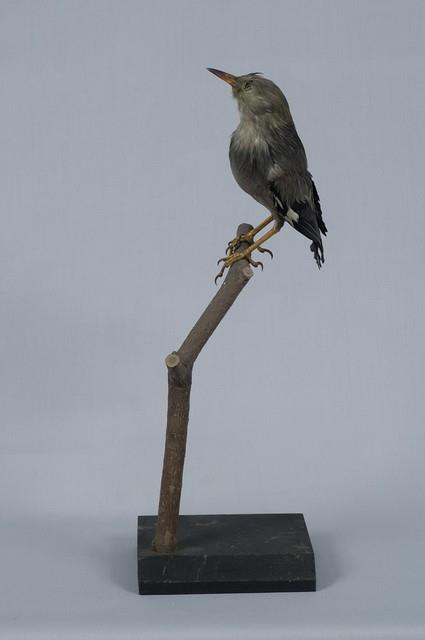 絲光椋鳥藏品圖，第5張