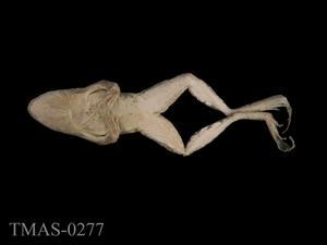 腹斑蛙藏品圖，第4張