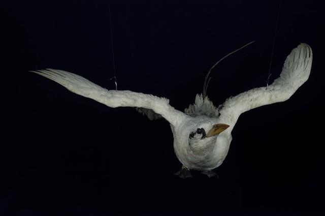 紅尾熱帶鳥藏品圖，第4張