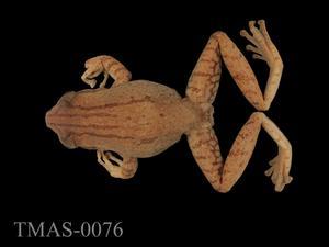 Brauer's tree frog Collection Image, Figure 6, Total 13 Figures