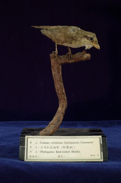 Brown Shrike Collection Image, Figure 4, Total 11 Figures