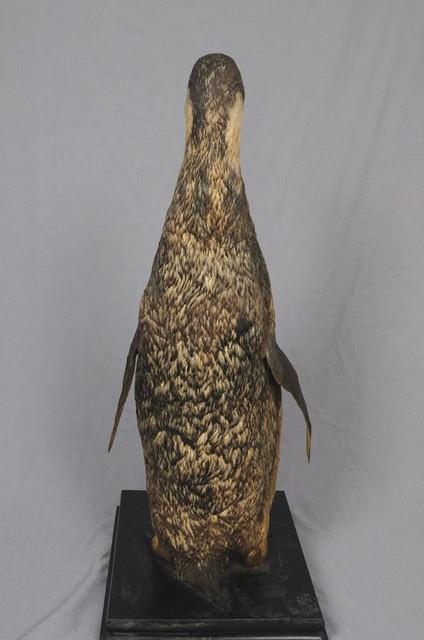 Emperor Penguin Collection Image, Figure 4, Total 11 Figures