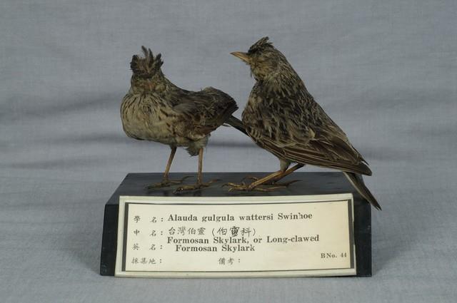 Oriental Skylark Collection Image, Figure 4, Total 11 Figures