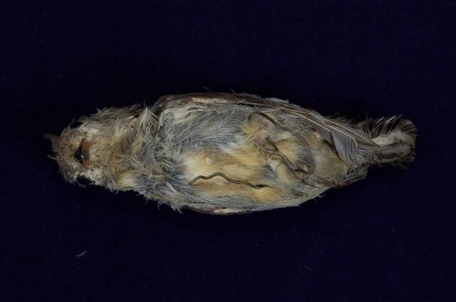 紅胸啄花鳥藏品圖，第5張