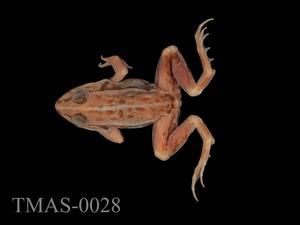 Dark-spotted frog Collection Image, Figure 6, Total 13 Figures