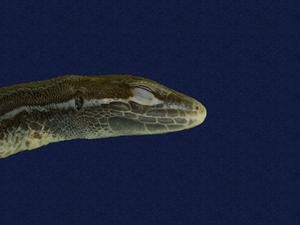 Hsuehshan grass lizard Collection Image, Figure 2, Total 8 Figures