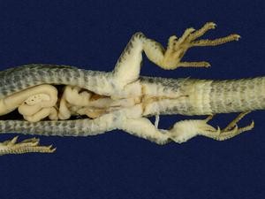 Hsuehshan grass lizard Collection Image, Figure 3, Total 8 Figures