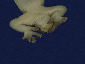蝎虎藏品圖，第3張