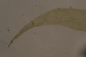 Acanthorrhynchium papillatum (Harv.) Fleisch. Collection Image, Figure 5, Total 11 Figures
