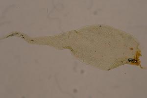 Acanthorrhynchium papillatum Collection Image, Figure 5, Total 10 Figures
