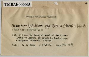Acanthorrhynchium papillatum (Harv.) Fleisch. Collection Image, Figure 4, Total 10 Figures