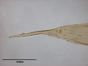 腐木苔屬藏品圖，第7張