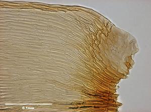 腐木苔屬藏品圖，第10張