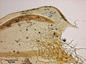 灰羽苔藏品圖，第8張