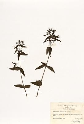 加拿大美耳草藏品圖，第2張