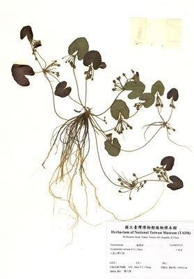 小莕菜藏品圖，第2張