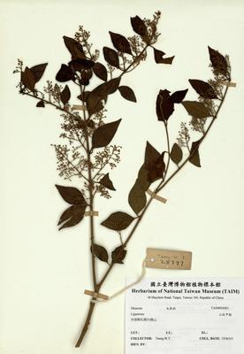 山指甲樹藏品圖，第2張