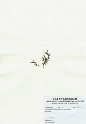 網狀球枝藻藏品圖，第2張
