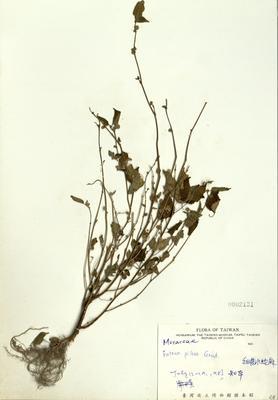 細齒水蛇麻藏品圖，第2張