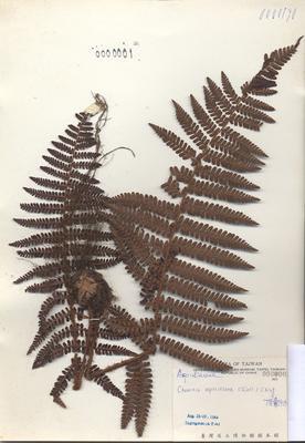 Accession Number:TAIMH000001 Collection Image, Figure 3, Total 3 Figures