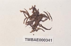 Philonotis mollis (Dozy et Molk.) Mitt. Collection Image, Figure 12, Total 20 Figures