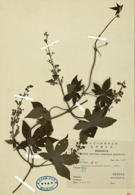 葎草藏品圖，第2張