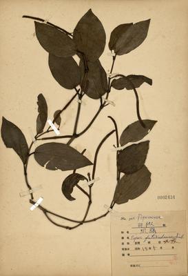 Piper kadsura  Collection Image, Figure 3, Total 3 Figures