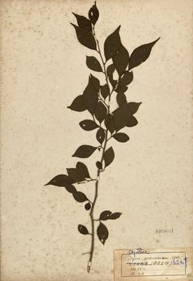 Styrax formosana Collection Image, Figure 2, Total 2 Figures