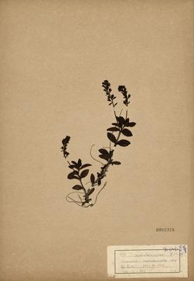玉山水苦藚藏品圖，第2張