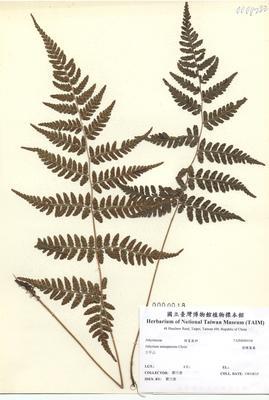 Accession Number:TAIMH000018 Collection Image, Figure 2, Total 3 Figures
