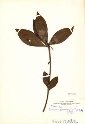 Ternstroemia gymnanthera Collection Image, Figure 3, Total 3 Figures