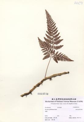 杯狀蓋陰石蕨藏品圖，第2張