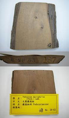 大葉羅漢松藏品圖，第1張
