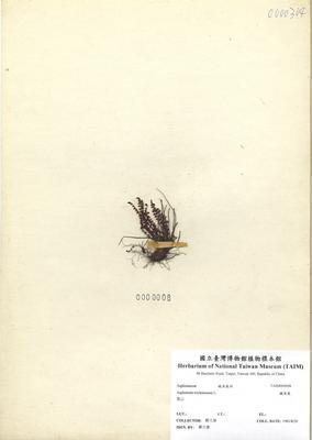 Accession Number:TAIMH000008 Collection Image, Figure 2, Total 3 Figures
