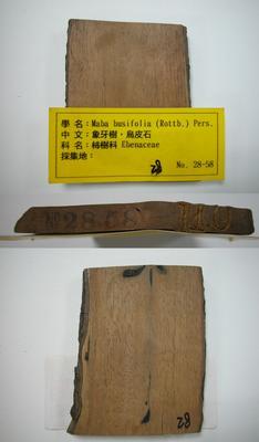 象牙樹藏品圖，第1張