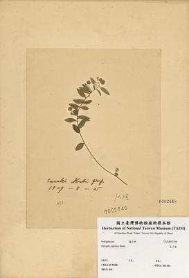 瓜子金藏品圖，第2張