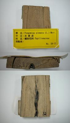 水黃皮藏品圖，第1張