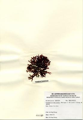 硬盾果藻藏品圖，第2張