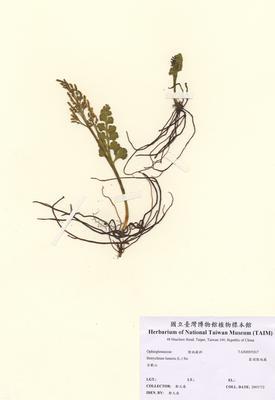 扇羽陰地蕨藏品圖，第2張