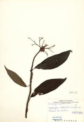 大枝掛繡球藏品圖，第2張