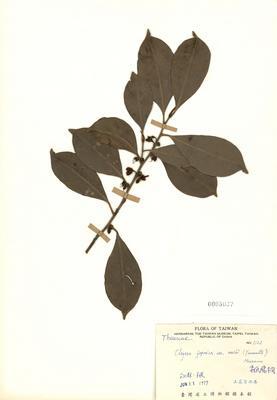 Cleyera japonica var. morii Collection Image, Figure 2, Total 2 Figures