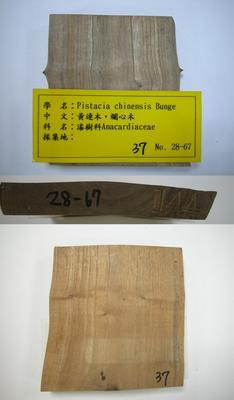 黃連木藏品圖，第1張