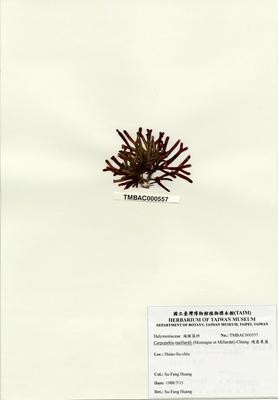 硬盾果藻藏品圖，第2張