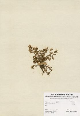 瓜子金藏品圖，第3張