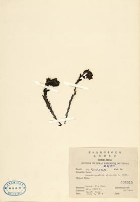 Montropastrum globosum Collection Image, Figure 2, Total 2 Figures