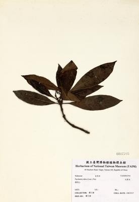 九節木藏品圖，第3張